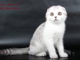 Кішки, кошенята Шотландська висловуха, ціна 7000 Грн., Фото