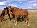 Животноводство,  Сельхоз животные Лошади, ослы, др., цена 5000 Грн., Фото