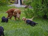 Собаки, щенята Англійський коккер, ціна 7500 Грн., Фото