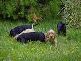 Собаки, щенята Англійський коккер, ціна 7500 Грн., Фото