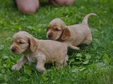 Собаки, щенки Английский коккер, цена 7500 Грн., Фото