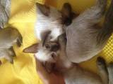 Кошки, котята Сиамская, цена 450 Грн., Фото