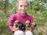 Собаки, щенята Гладкошерста такса, ціна 400 Грн., Фото