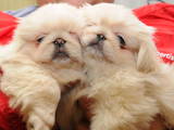 Собаки, щенки Пекинес, цена 4000 Грн., Фото