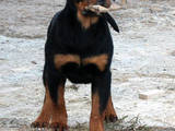 Собаки, щенята Ротвейлер, ціна 12000 Грн., Фото