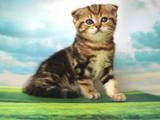 Кошки, котята Шотландская вислоухая, цена 4400 Грн., Фото