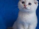 Кошки, котята Шотландская вислоухая, цена 4400 Грн., Фото