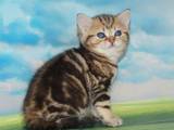 Кішки, кошенята Шотландська висловуха, ціна 4400 Грн., Фото