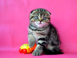 Кошки, котята Шотландская вислоухая, цена 5900 Грн., Фото