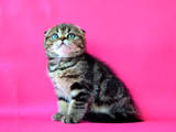 Кішки, кошенята Шотландська висловуха, ціна 5900 Грн., Фото