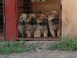 Собаки, щенки Чау-чау, цена 5000 Грн., Фото