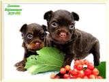 Собаки, щенки Русский длинношерстный тойтерьер, цена 10000 Грн., Фото