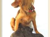 Собаки, щенки Русский длинношерстный тойтерьер, цена 10000 Грн., Фото