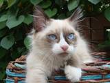 Кошки, котята Рэгдолл, цена 3000 Грн., Фото