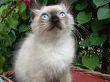 Кошки, котята Рэгдолл, цена 3000 Грн., Фото