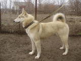 Собаки, щенки Западно-Сибирская лайка, цена 10 Грн., Фото