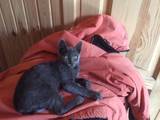 Кошки, котята Русская голубая, цена 500 Грн., Фото