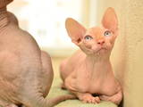 Кошки, котята Канадский сфинкс, цена 8000 Грн., Фото
