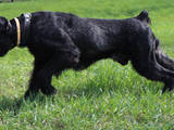 Собаки, щенята Різеншнауцер, ціна 3000 Грн., Фото