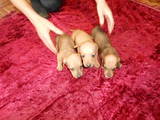 Собаки, щенята Гладкошерста мініатюрна такса, ціна 700 Грн., Фото