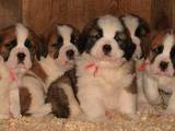 Собаки, щенки Сенбернар, цена 1000 Грн., Фото