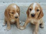 Собаки, щенята Англійський коккер, ціна 800 Грн., Фото