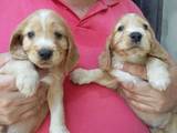 Собаки, щенки Английский коккер, цена 800 Грн., Фото