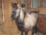 Тваринництво,  Сільгосп тварини Кози, ціна 400 Грн., Фото