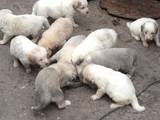 Собаки, щенята Південноросійська вівчарка, ціна 5000 Грн., Фото