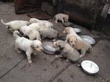 Собаки, щенки Южнорусская овчарка, цена 5000 Грн., Фото