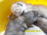 Кішки, кошенята Сіамська, ціна 300 Грн., Фото