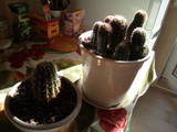Домашні рослини Кактуси, ціна 10 Грн., Фото