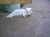 Кошки, котята Невская маскарадная, цена 500 Грн., Фото