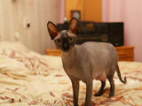 Кошки, котята Канадский сфинкс, цена 2000 Грн., Фото