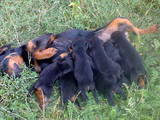 Собаки, щенята Ягдтер'єр, ціна 1200 Грн., Фото