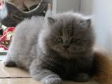 Кішки, кошенята Британська довгошерста, ціна 1000 Грн., Фото