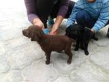 Собаки, щенята Різне, ціна 500 Грн., Фото