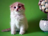 Кошки, котята Шотландская вислоухая, цена 2700 Грн., Фото