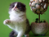 Кішки, кошенята Шотландська висловуха, ціна 2700 Грн., Фото