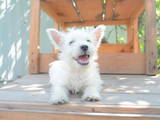 Собаки, щенята Вестхайленд уайт тер'єр, ціна 7000 Грн., Фото