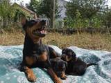 Собаки, щенки Карликовый пинчер, цена 8000 Грн., Фото