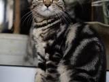 Кошки, котята Британская короткошерстная, цена 1800 Грн., Фото
