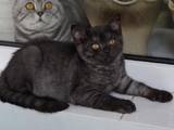 Кошки, котята Британская короткошерстная, цена 400 Грн., Фото