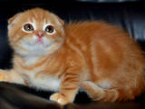 Кошки, котята Шотландская вислоухая, цена 5500 Грн., Фото