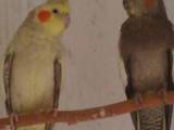 Папуги й птахи Папуги, ціна 400 Грн., Фото