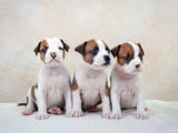 Собаки, щенки Американский стаффордширский терьер, цена 16000 Грн., Фото