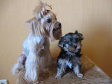 Собаки, щенки Йоркширский терьер, цена 3500 Грн., Фото
