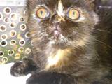 Кошки, котята Персидская, цена 400 Грн., Фото