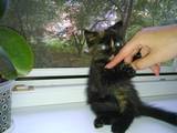 Кошки, котята Персидская, цена 400 Грн., Фото