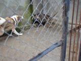 Собаки, щенки Западно-Сибирская лайка, цена 1500 Грн., Фото